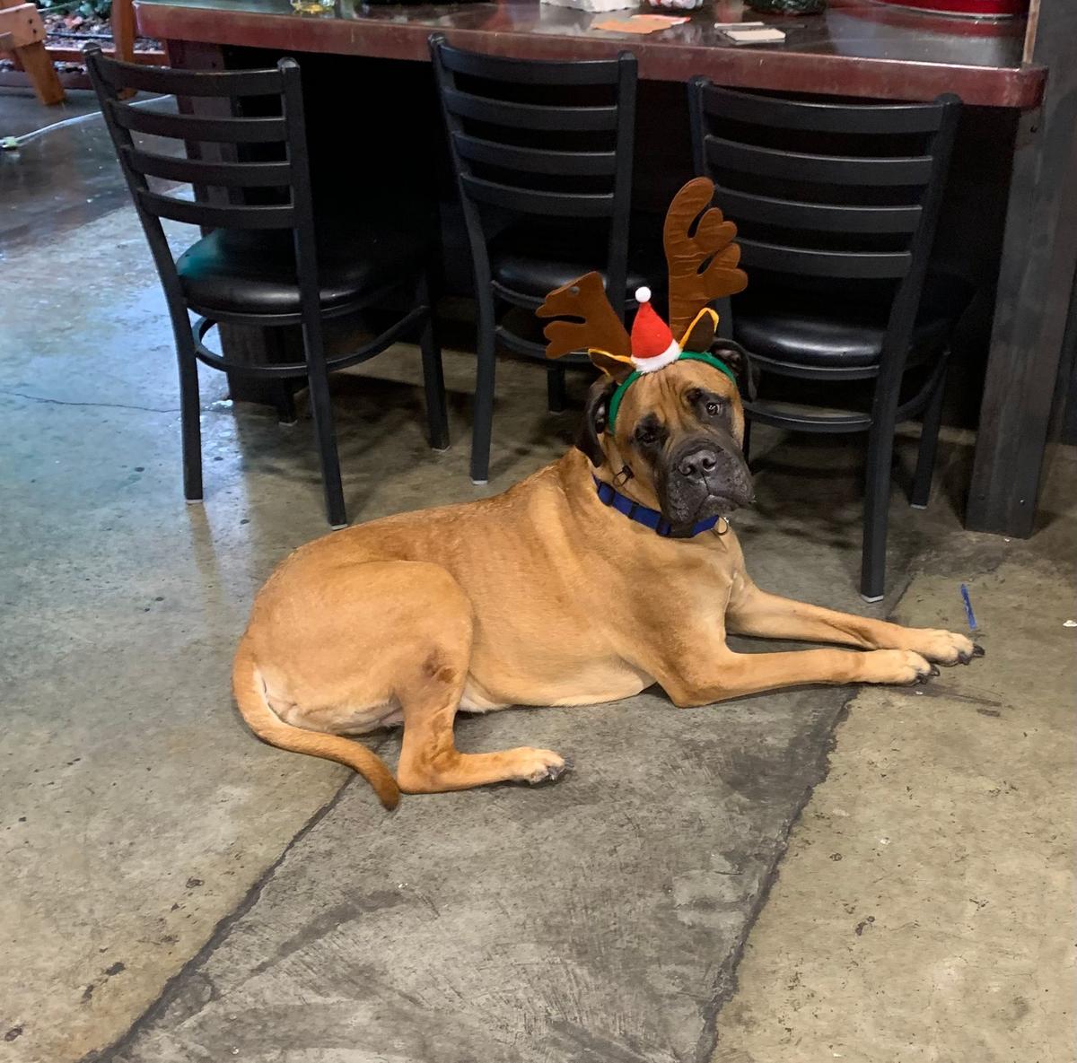 Dog Friendly Bars Pubs in Grass Valley CA BringFido