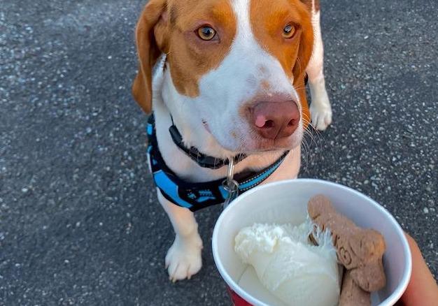 Puppy ice cream near me best sale