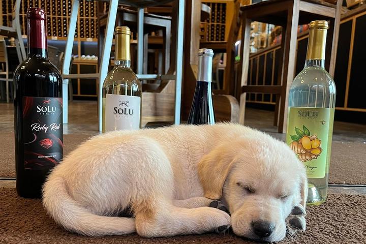 Pet Friendly SoLu Estate Winery & Meadery