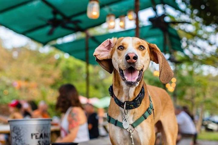 Pet Friendly Wedge Brewing Company