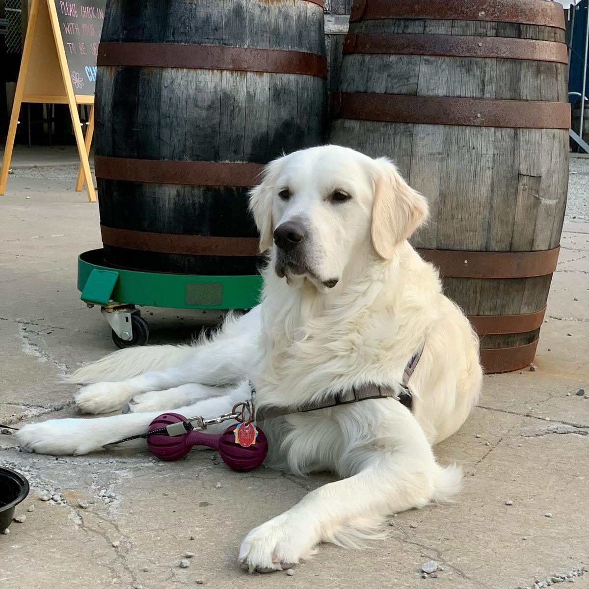 Threadbare Cider House Is Pet Friendly