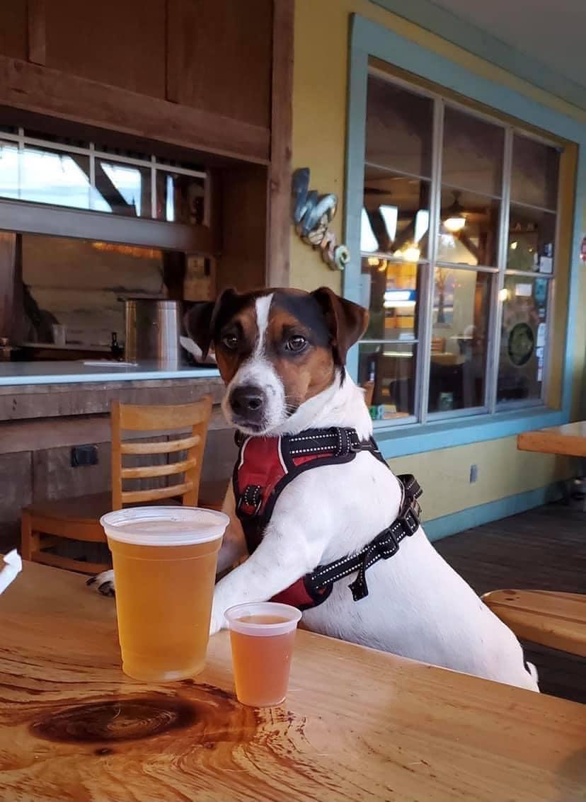 Dog Friendly Bars Pubs In Ocala Fl Bringfido