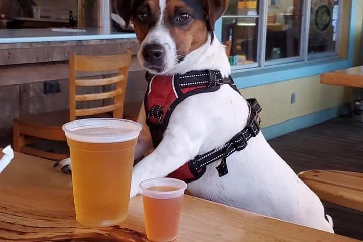 Dog Friendly Bars Pubs In Ocala Fl Bringfido Dog Friendly Bars Pubs In Ocala Fl Bringfido