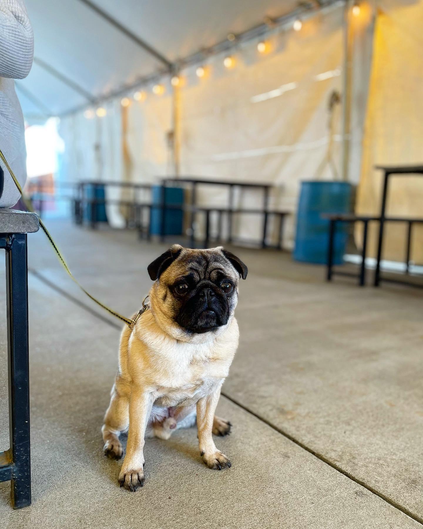 Pet Friendly Gravely Brewing Co.