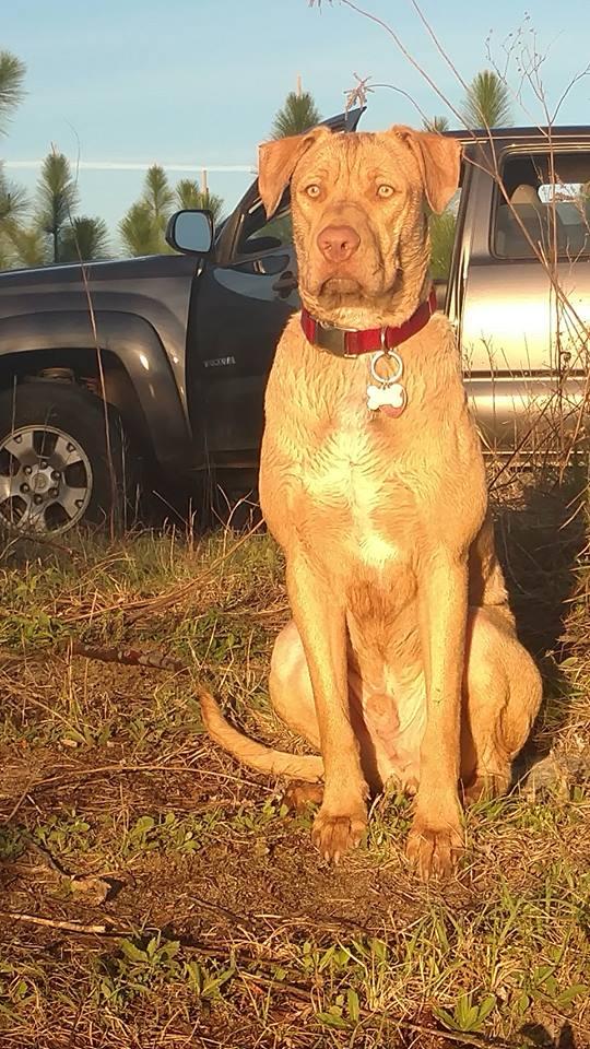 Pickle Barrell Cafe & Sports Pub Is Pet Friendly