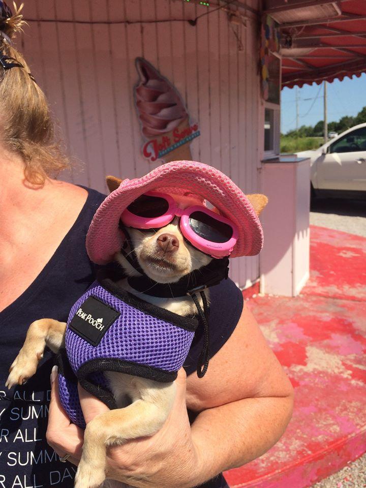 antiseptic cream for dogs pets at home