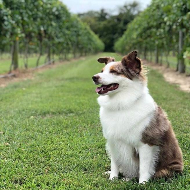 Dog Friendly Restaurants in New Jersey BringFido