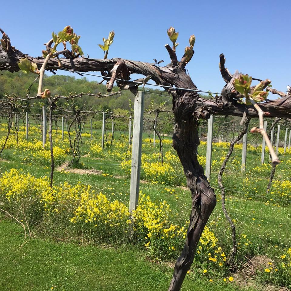 galena bringfido cellars
