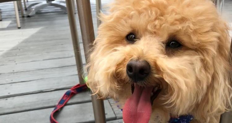 Capsize Is Pet Friendly