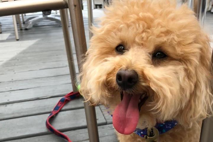 Dog Friendly Restaurants In Oxford Md Bringfido