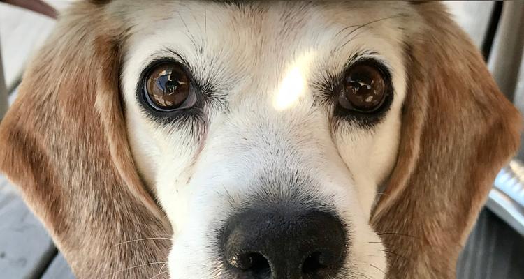 Capsize Is Pet Friendly