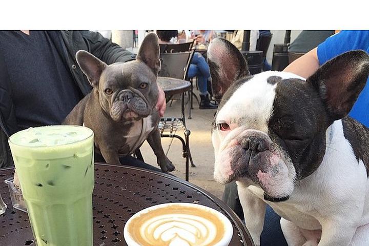 Pet Friendly Urth Caffe