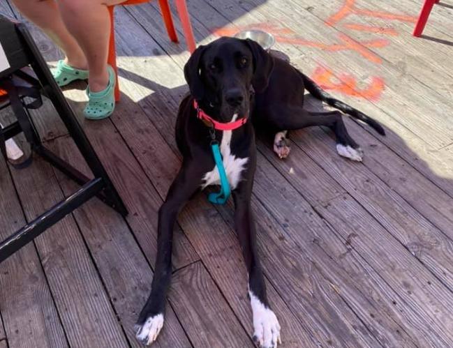 Pet Friendly Bayside Skillet