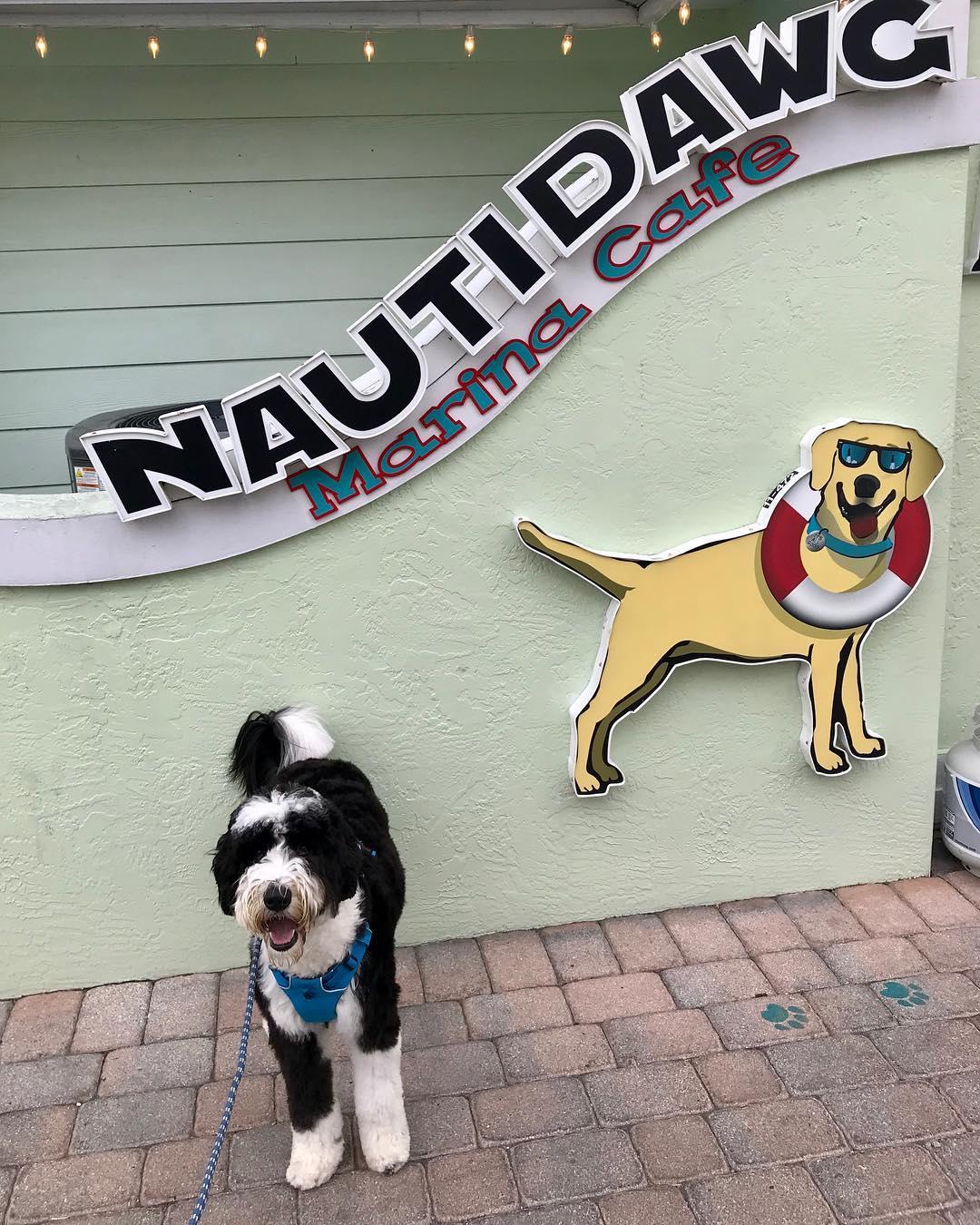 Pet Friendly Nauti Dawg Marina Cafe