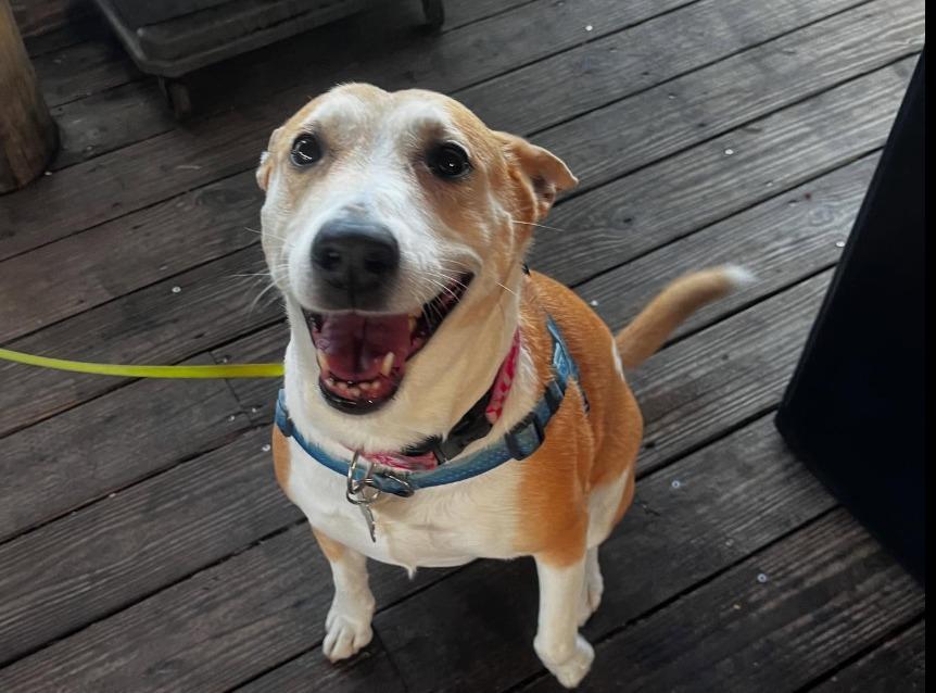 Pet Friendly Manatee Island Bar & Grill