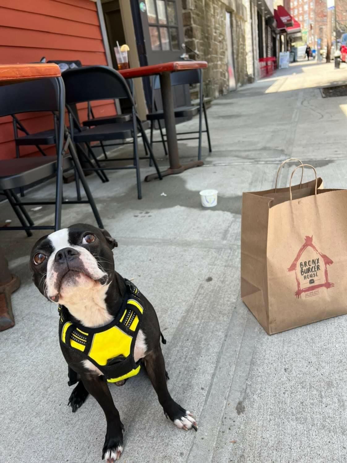 Pet Friendly Bronx Burger House