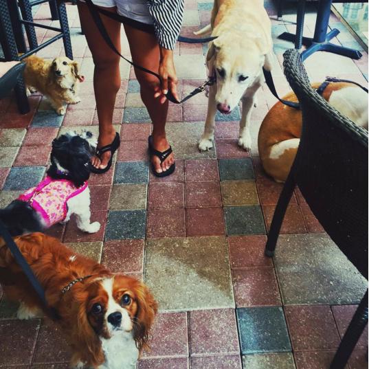 Dog Friendly Restaurants in Boca Raton, FL BringFido