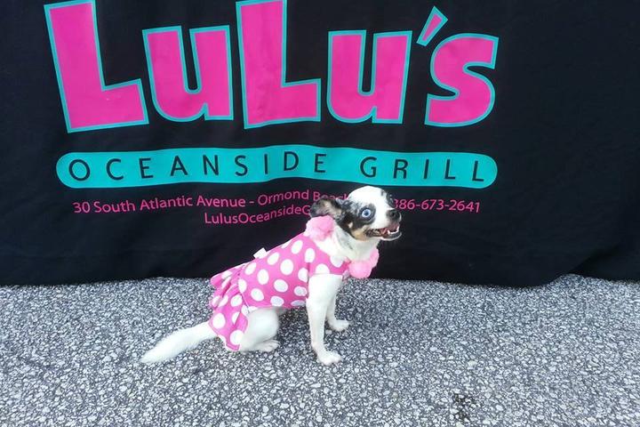 Pet Friendly Lulu's Oceanside Grill