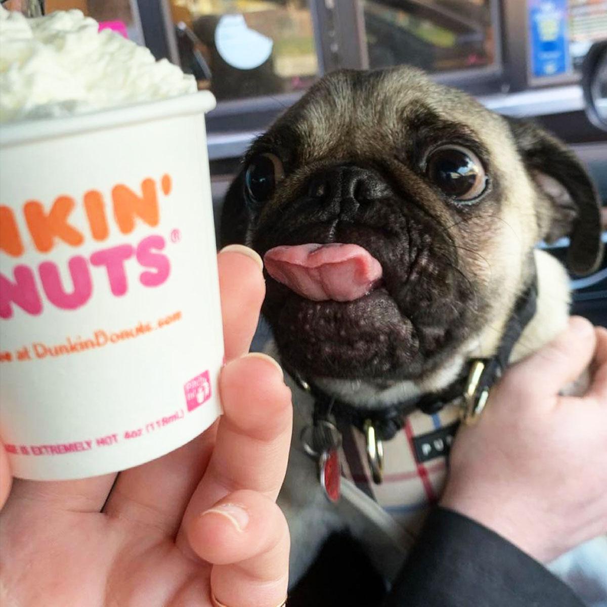 dunkin donuts puppuccino