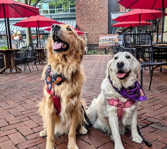 Pet Friendly Village Tavern