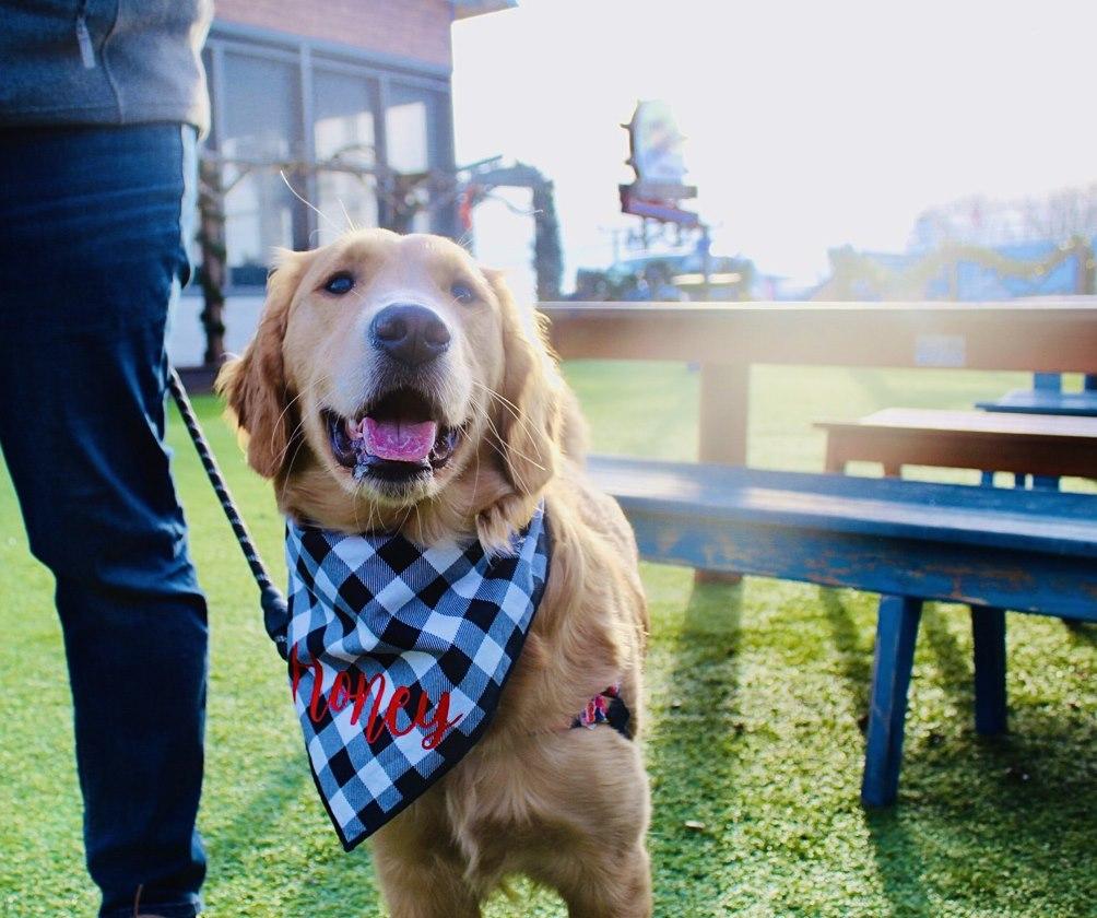 Top Dog-Friendly Restaurants in North Myrtle Beach: Enjoy Dining with Your Furry Friend