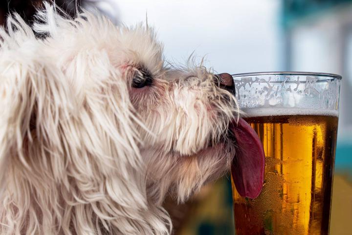 Pet Friendly Southern Hops Brewing Company
