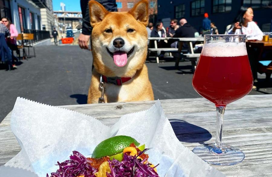 Pet Friendly Focal Point Beer Co