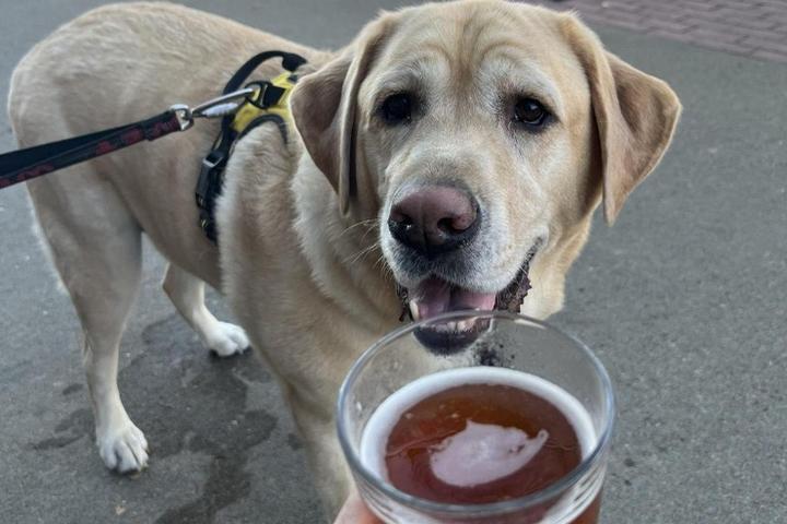 Pet Friendly Clarion River Brewing Company
