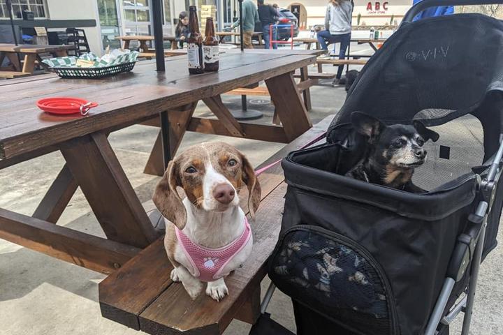 Pet Friendly Lured Market & Grill