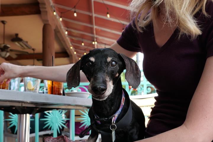Pet Friendly Table Mountain Grill & Cantina
