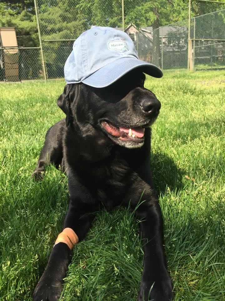 Dog Friendly Restaurants In Westmont Nj Bringfido