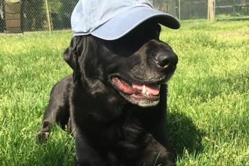 Dog Friendly Restaurants In Westmont Nj Bringfido