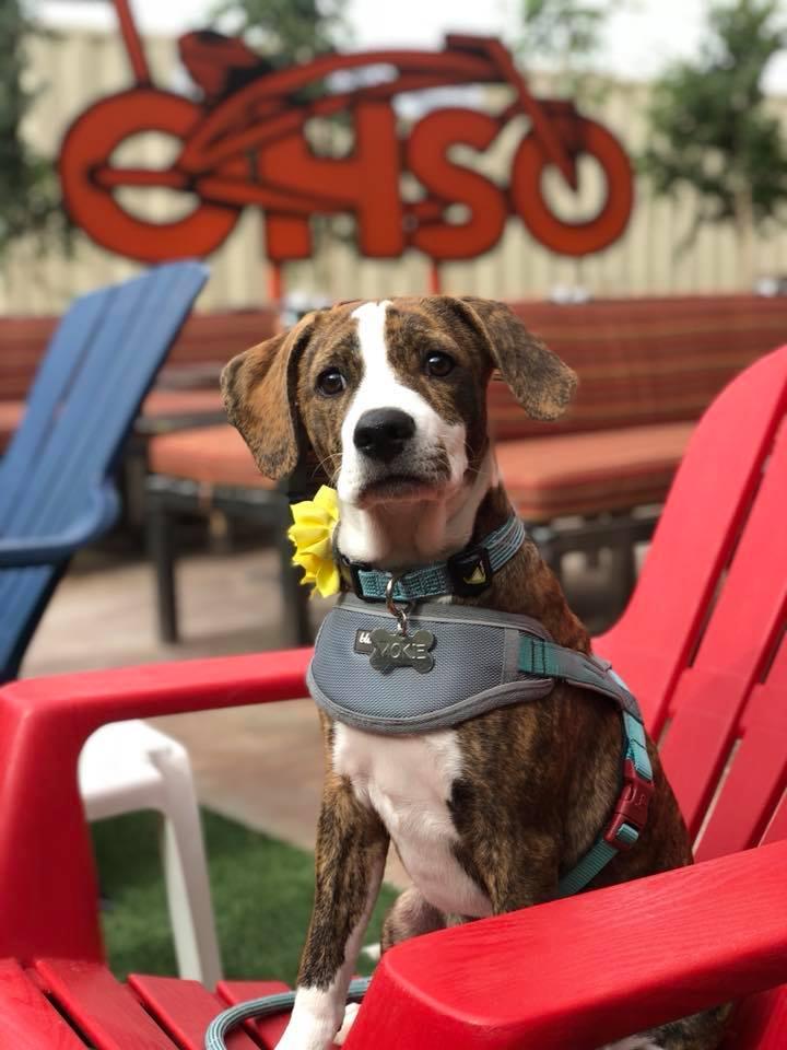Ohso sales dog spa