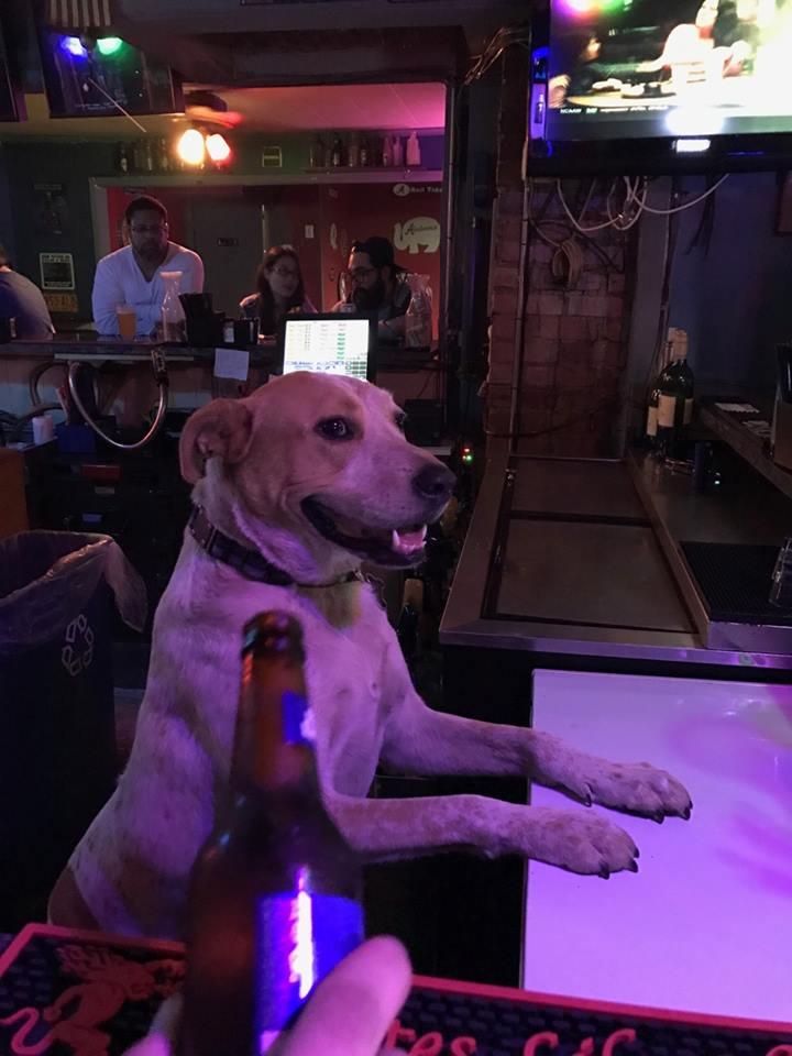 Dog Friendly Bars & Pubs in Panama City, FL BringFido