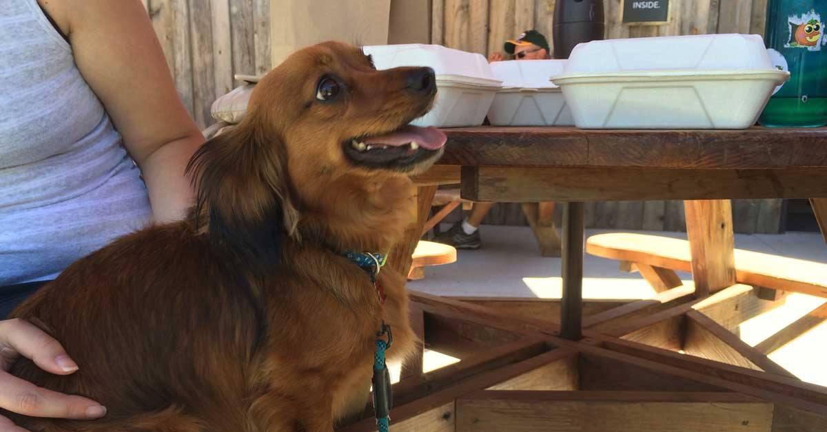 Pet Friendly Miner Brewing Company