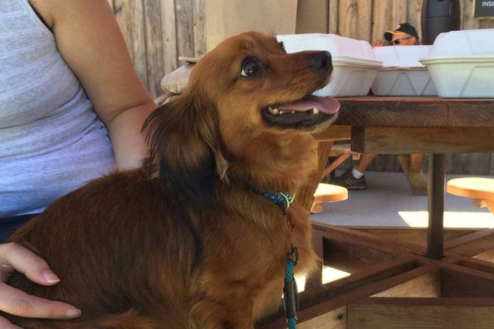 Pet Friendly Miner Brewing Company