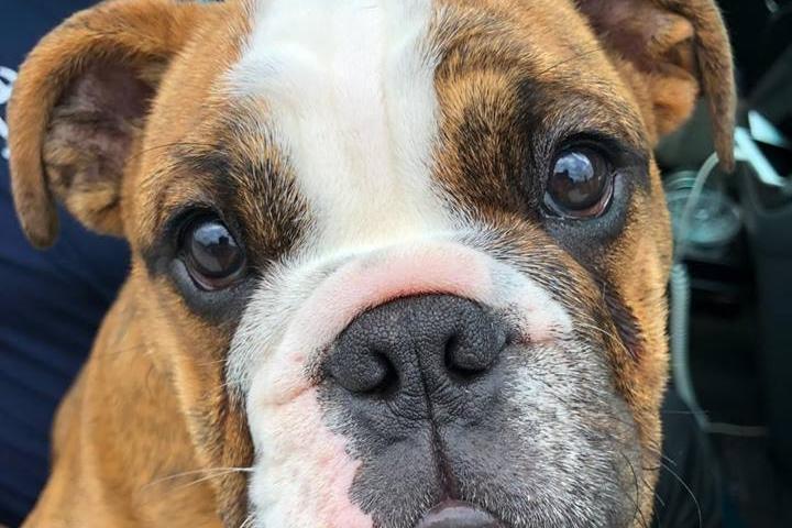 Dog Friendly Restaurants In Freeland Wa Bringfido Dog Friendly Restaurants In Freeland Wa Bringfido