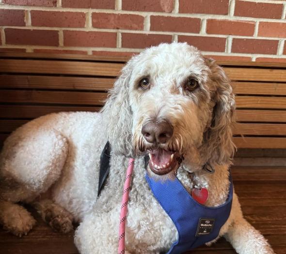 Pet Friendly Double Dogs