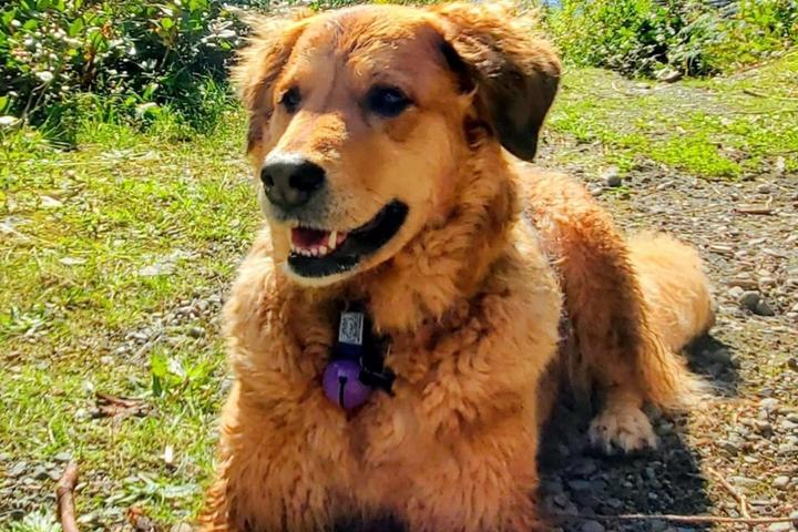 Pet Friendly Tidal Café