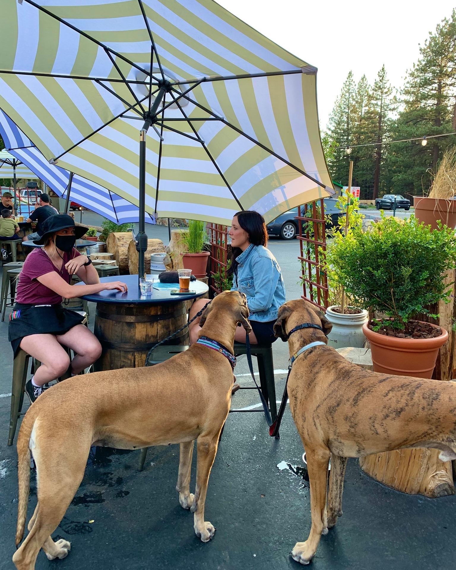Pet Friendly Cold Water Brewery and Grill