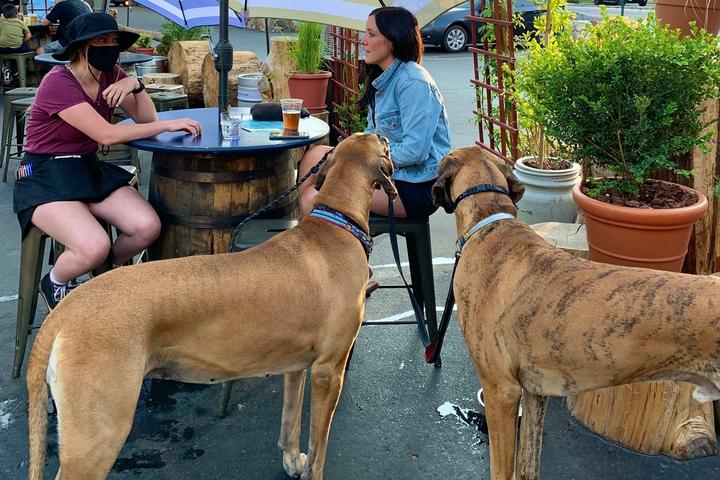 Pet Friendly Cold Water Brewery and Grill