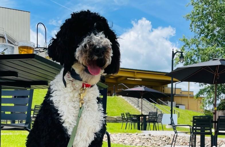 Pet Friendly Straub Brewery Visitor Center & Tap Room