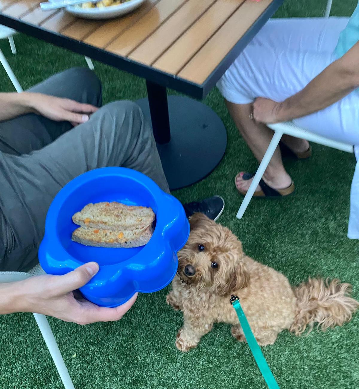 Duke s On 7 Is Pet Friendly