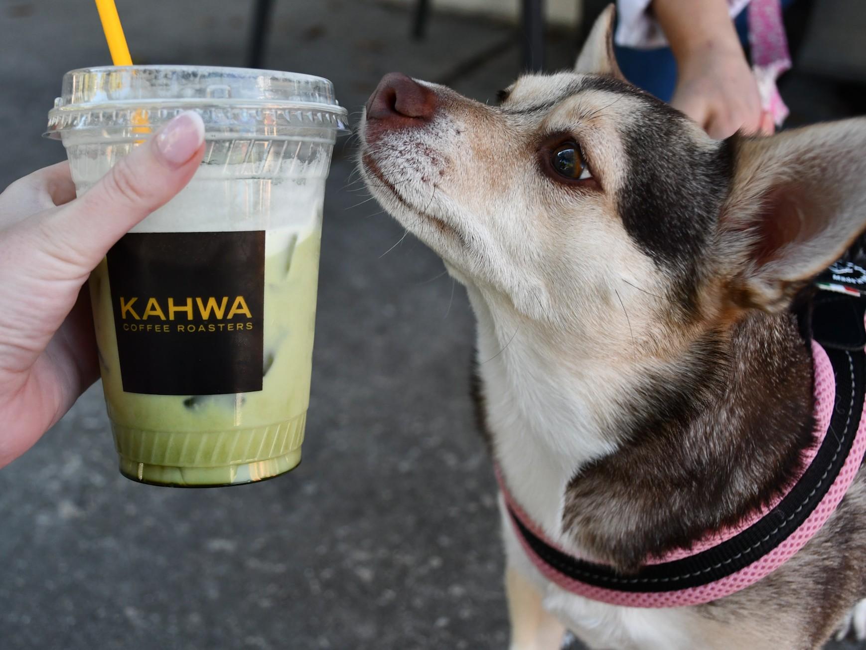 Pet Friendly Kahwa Cafe Roasting North St. Petersburg