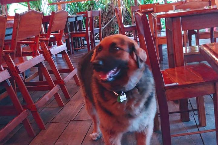 Pet Friendly Pickled Parrot Bar & Grill