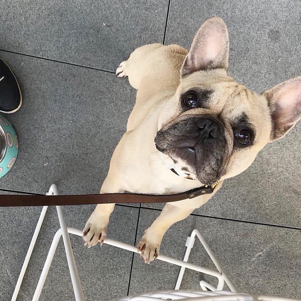 Dog Friendly Restaurants In Blacktown Au Bringfido
