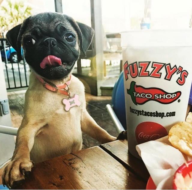 Pet Friendly Fuzzy's Taco Shop