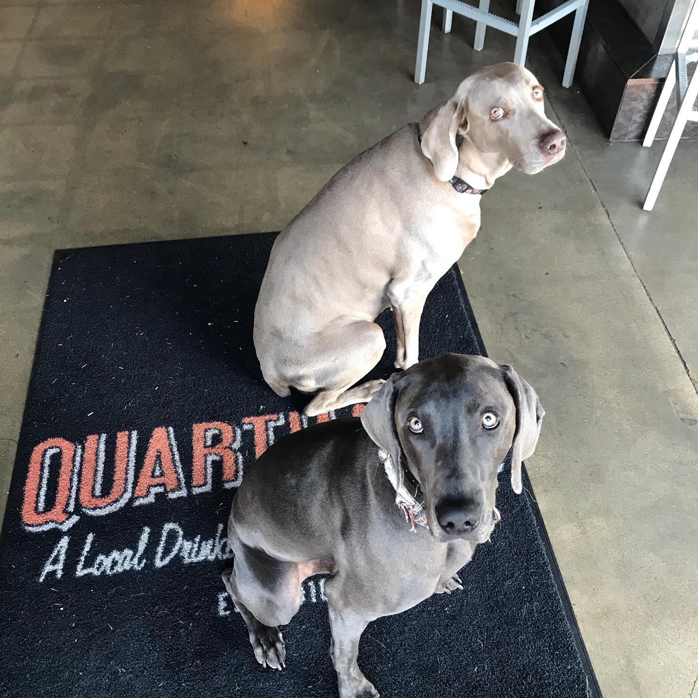 Pet Friendly QuartHaus