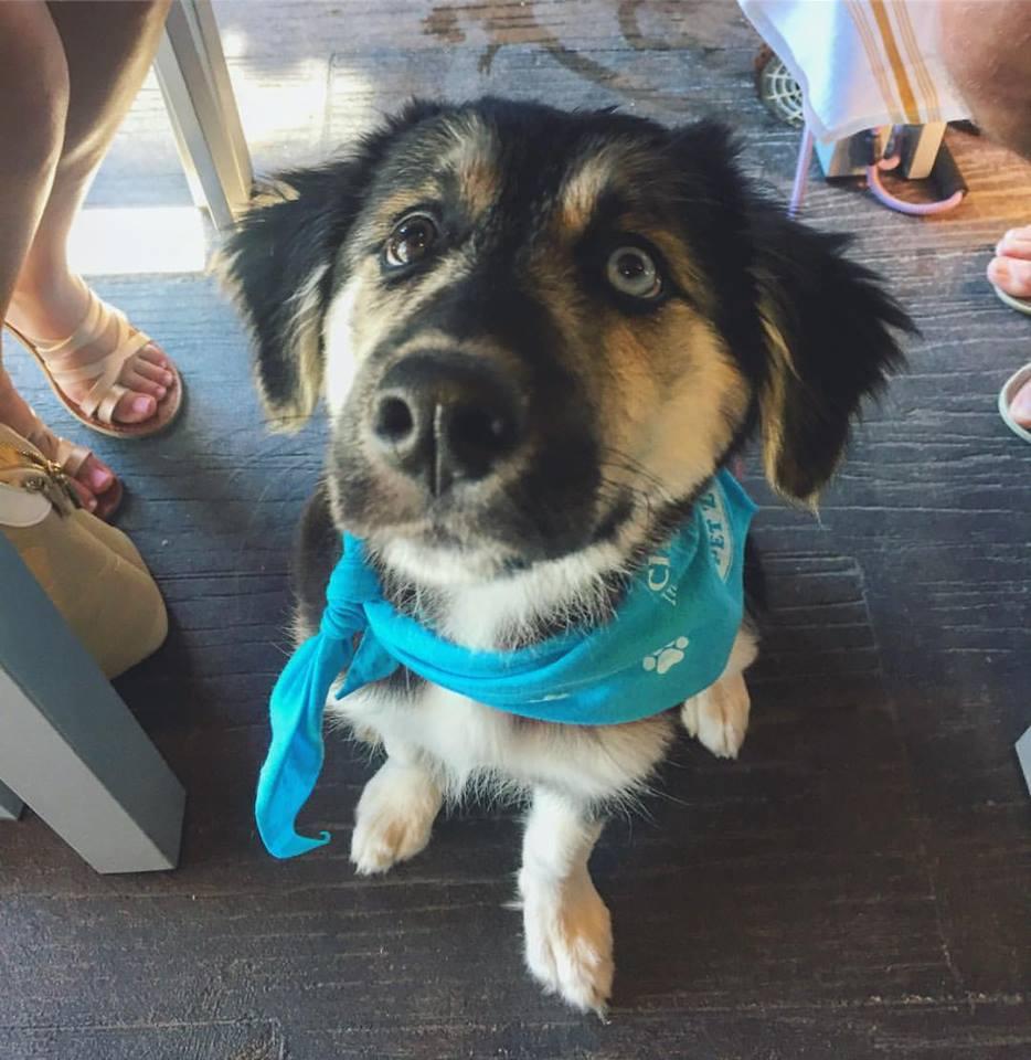 Dog Friendly Restaurants In Tulsa Ok Bringfido
