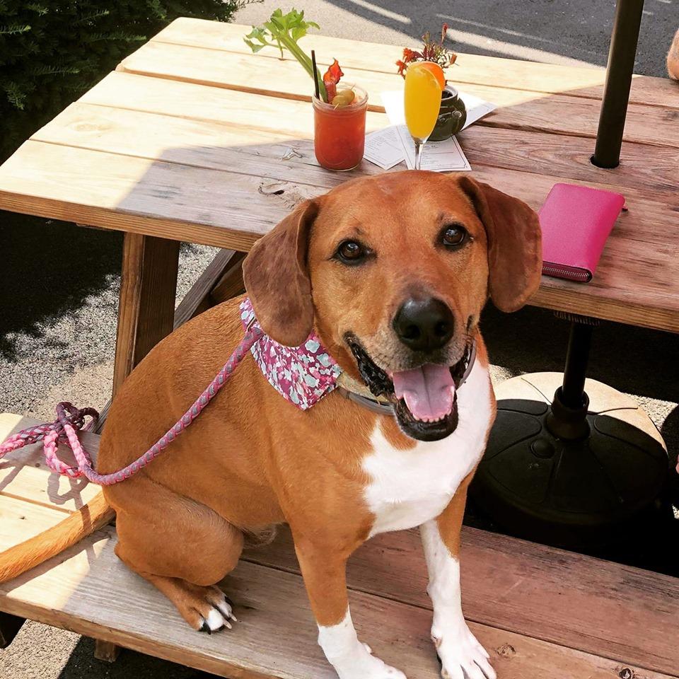 Jessie's Harvest House Is Pet Friendly